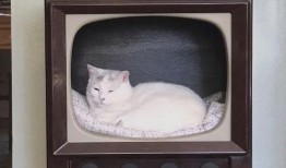 91电视直播猫,揭秘热门直播平台背后的精彩故事