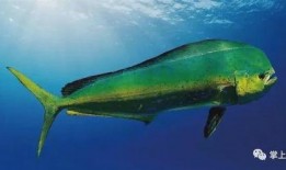 大鱼视频,探索未知世界的视觉盛宴