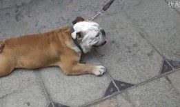 狗交配高清视频,高清交配视频揭秘